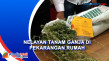 Tanam Ganja Di Pekarangan...