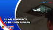 Ular Piton Sembunyi...