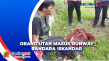 Penampakan Orang Utan...