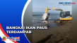 Bikin Heboh, Bangkai...