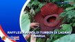 Warga Heboh, Bunga Rafflesia...