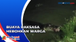 Kemunculan Buaya Raksasa...
