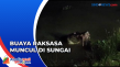 Penampakan Buaya Muara...
