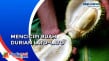 Memiliki Daging Buah...