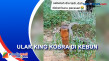 Penemuan Ular King Kobra...