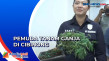 Pemuda Tanam Ganja di...