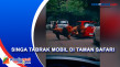 Seekor Singa Tabrak...
