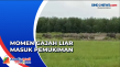 Momen Gajah Liar Masuk...