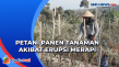 Erupsi Gunung Merapi,...