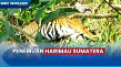 Heboh! Harimau Sumatera...