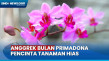 Melihat Budi Daya Anggrek...