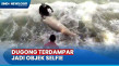 Heboh! Dugong Mati Terdampar...