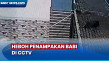 Heboh! Hewan Diduga...