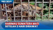 Harimau Sumatera yang...