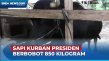 Ini Dia Markoseng Sapi...