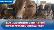 Sapi Limosin Berbobot...