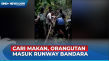 Orangutan Masuk Runway...