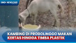 Heboh! Kambing di Pulau...