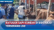 Jelang Idul Adha, Ratusan...