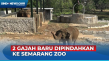 Sepasang Gajah dari...