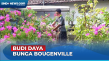 Budi Daya Bunga Bougenville,...