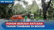 Pohon Raksasa Tumbang...