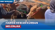 Jelang Iduladha, Harga...