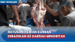 Daging Hewan Kurban...