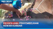 Tradisi Unik, Hewan...