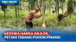 Petani di Muarojambi...