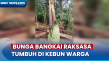 Menakjubkan! Bunga Bangkai...