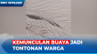 Heboh! Dua Ekor Buaya...