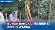 Bunga Bangkai Langka...