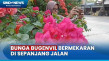 Pemandangan Bunga Bugenvil...