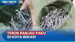 Awas! Ranjau Paku Bertebaran...