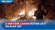 3 Hektare Lahan Hutan...