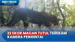 22 Ekor Macan Tutul...