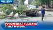 Pohon Besar Diduga Lapuk...