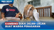 Aneh! Kambing di Banjarnegara...
