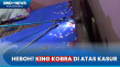 Ada King Kobra di Atas...