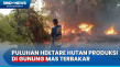 Diduga Sengaja Dibakar,...