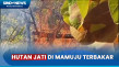 30 Hektare Hutan Jati...