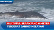 Terjerat Jaring Nelayan,...