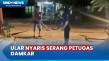 Evakuasi Ular Piton...