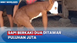 Sapi Berkaki Dua Mau...