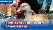 Kontes Entok di Kebumen...