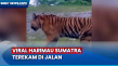 Viral Harimau Sumatra...