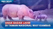 Kabar Gembira! Anak...