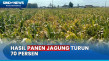 Kemarau Panjang di Jawa...