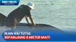 Tersangkut Jaring Nelayan,...